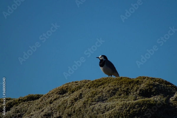 Fototapeta White wagtail outdoors on a rock with moss, in sunlight