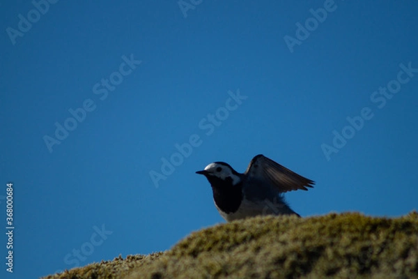 Fototapeta White wagtail outdoors on a rock with moss, in sunlight