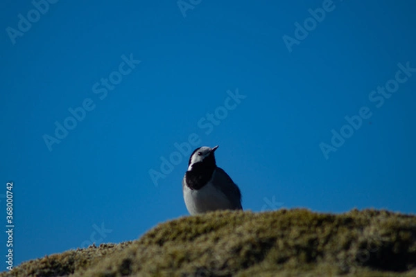 Fototapeta White wagtail outdoors on a rock with moss, in sunlight