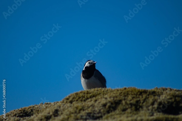Fototapeta White wagtail outdoors on a rock with moss, in sunlight