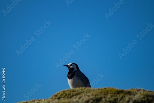 Fototapeta White wagtail outdoors on a rock with moss, in sunlight