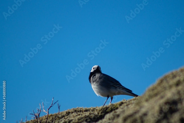 Fototapeta White wagtail outdoors on a rock with moss, in sunlight