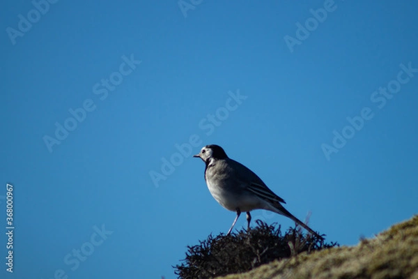 Fototapeta White wagtail outdoors on a rock with moss, in sunlight