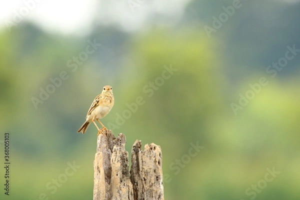 Obraz Bird on a branch