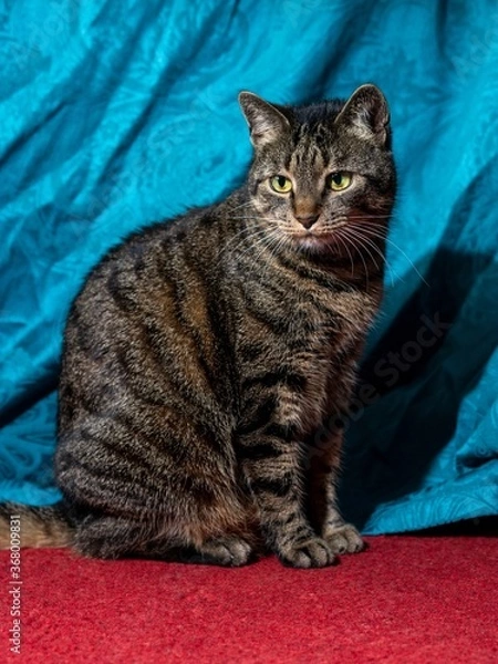 Obraz portrait of a cat