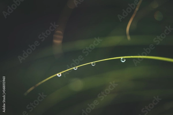 Fototapeta Morning dew on green spring grass with shallow DOF, blurred background