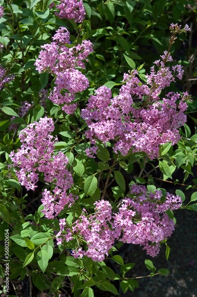 Obraz LILAS