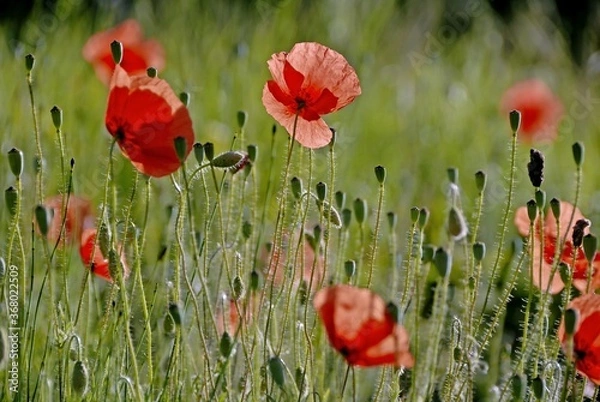 Obraz COQUELICOT