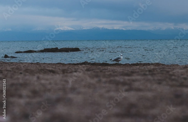Obraz Seagulls on Sand Beach