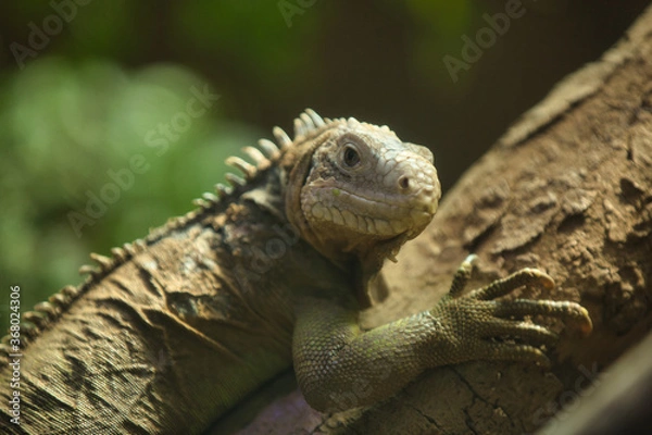 Obraz イグアナ