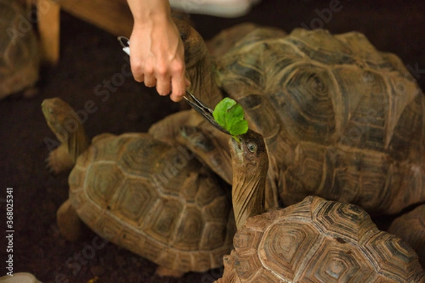 Obraz 亀（えさ）