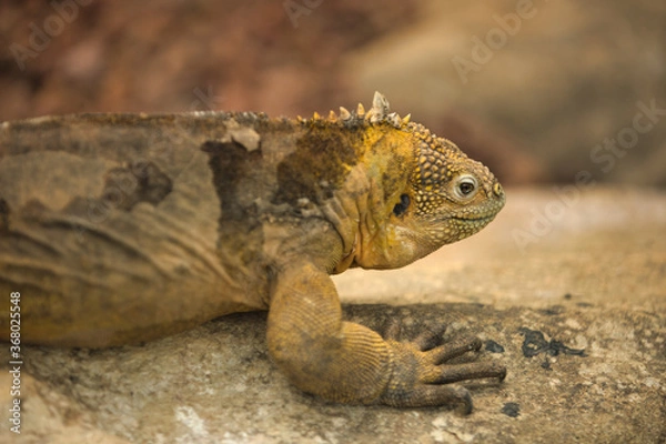 Obraz イグアナ