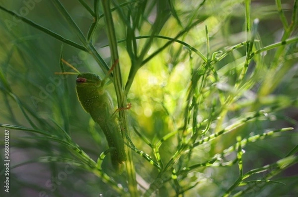 Obraz sauterelle verte