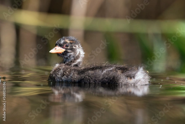 Obraz Zwergtaucher Küken