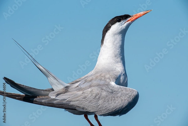 Obraz Flussseeschwalbe