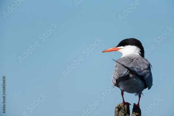 Obraz Flussseeschwalbe