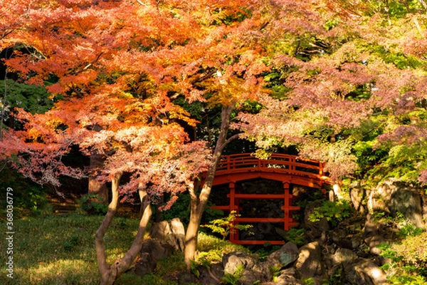 Obraz 小石川後楽園の紅葉