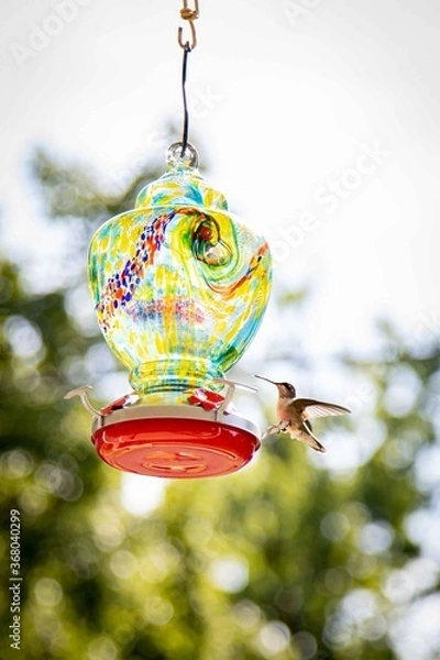 Obraz Hummingbird 17