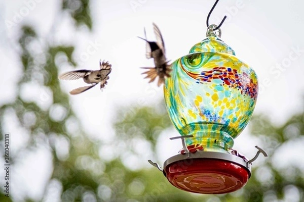 Obraz Hummingbird 15