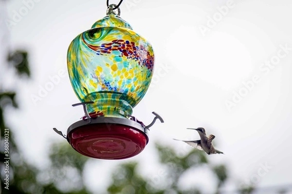 Obraz Hummingbird 14