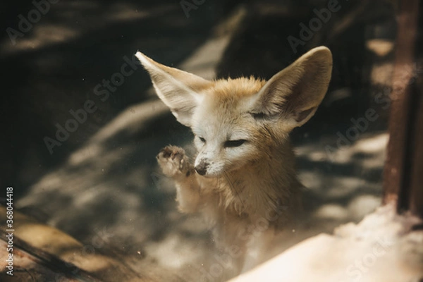 Obraz Fennec fox (Vulpes zerda).