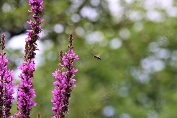 Obraz Bee approaching a loosestrife flower against a green trees in the background