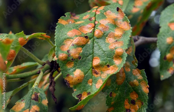 Obraz Polystygmosis. Fruit tree disease.