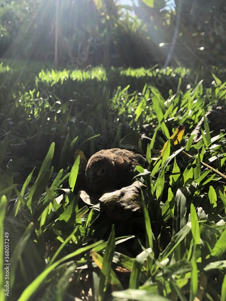 Obraz bird in the grass