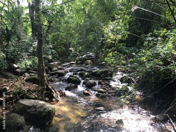 Obraz river in the forest