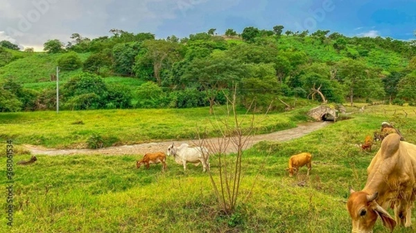 Obraz Viñas de Chalatenango 