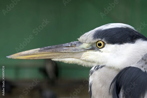 Fototapeta Heron