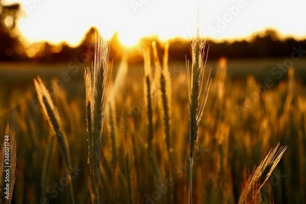 Fototapeta wheat field at sunset