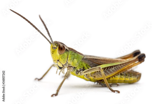 Obraz Konik polny przed białym tle