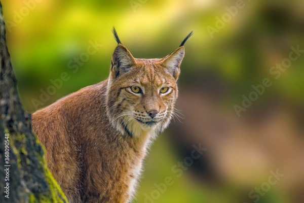 Fototapeta a wild lynx is hiding in the forest