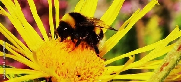 Obraz bee on a flower