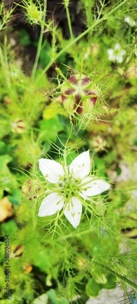 Obraz white flowers on green background