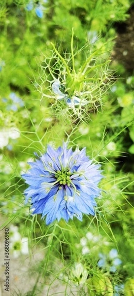 Obraz blue flower background