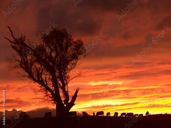 Obraz vibrant sunset shilotette