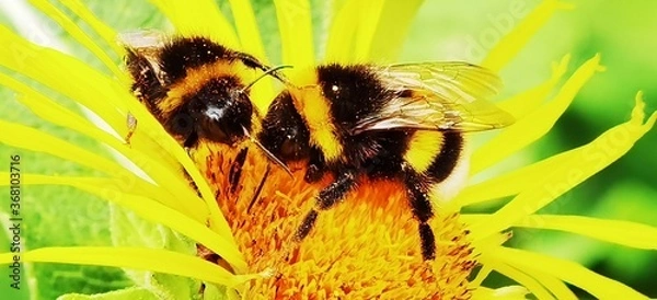 Obraz bee on yellow flower