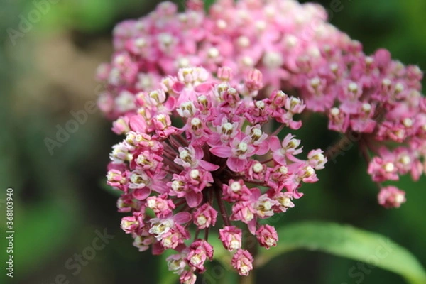 Obraz Photo King PDX 