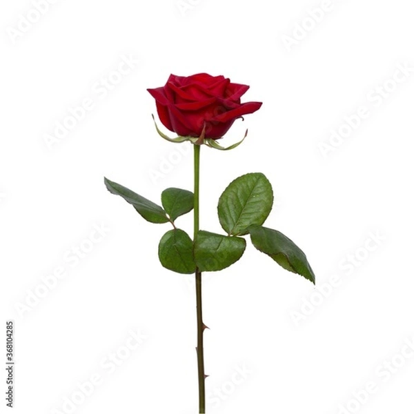 Obraz Single red rose pattern on white background.