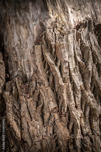 Obraz tree bark texture