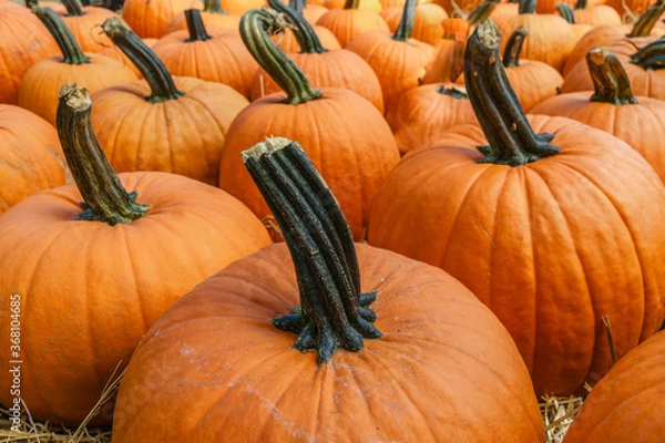 Fototapeta Close up of bright orange pumpkins for sale at farmstand during autumn.