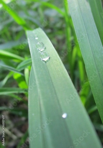 Fototapeta Tautropfen