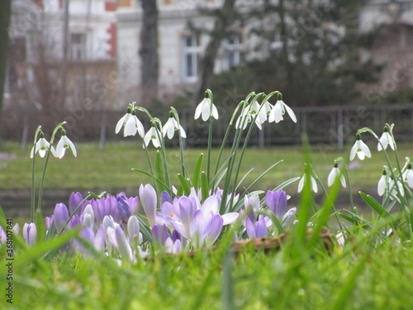 Fototapeta Schneeglöckchen