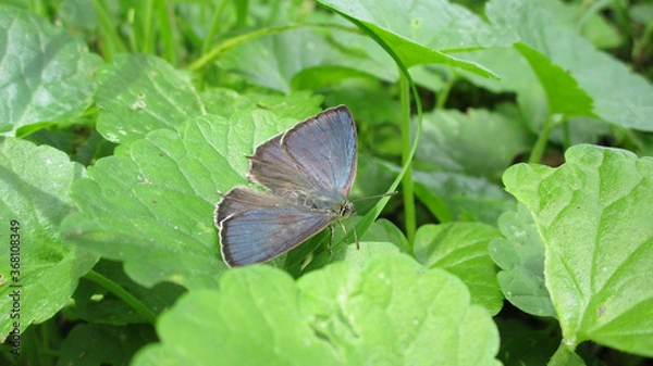 Fototapeta Common blue