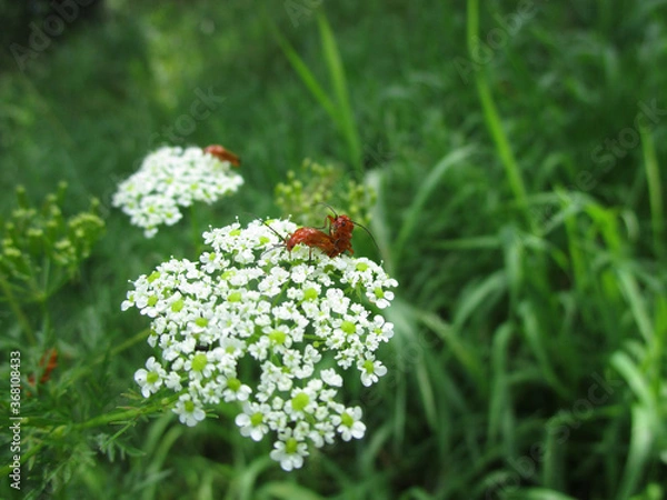 Fototapeta red soldier beetle