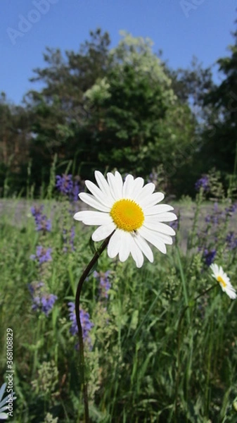 Fototapeta Margerite