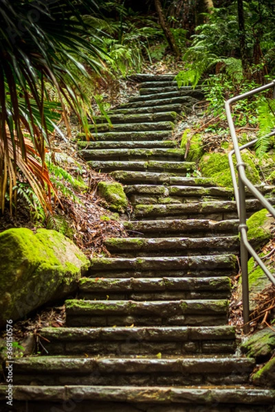 Obraz stairs in the forest