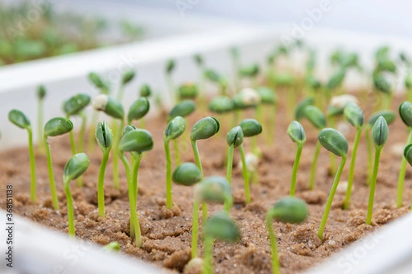 Fototapeta Soy beans on trays inside a laboratory
